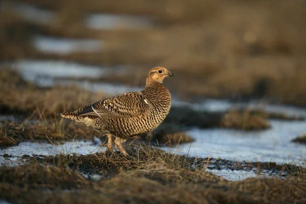 Black grouse, Tetrao tetrix, — Stock Photo, Image