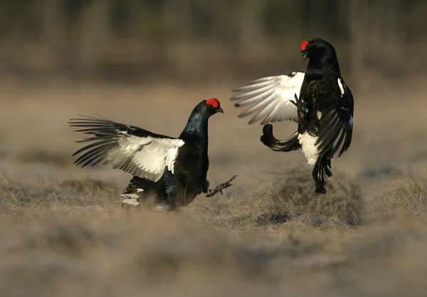 Black grouse, Tetrao tetrix, — Stock Photo, Image