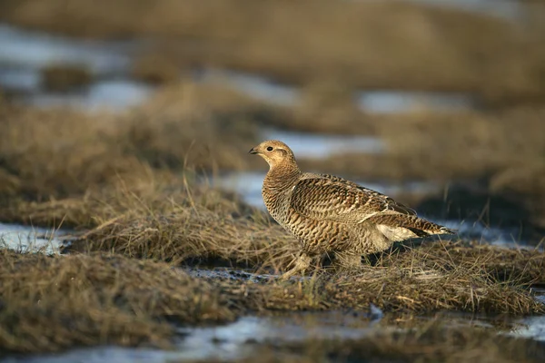 Black grouse, Tetrao tetrix, — Stock Photo, Image