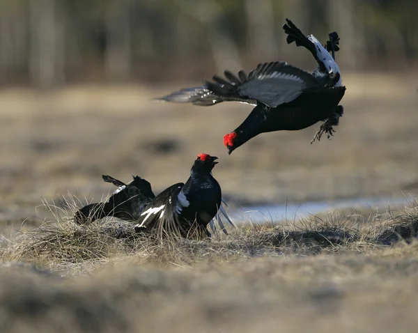 Black grouse, Tetrao tetrix, — Stock Photo, Image