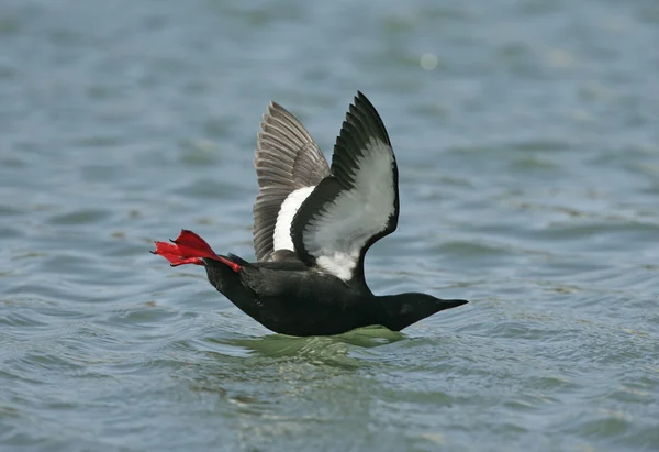 Guillemot negro, Cepphus grylle —  Fotos de Stock