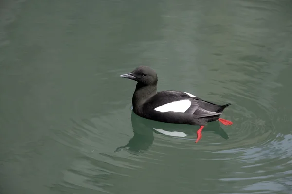 Guillemot negro, Cepphus grylle — Foto de Stock