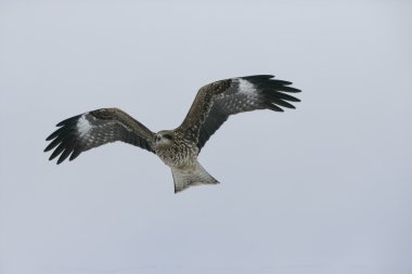 Kara kulaklı çaylak, milvus migrans lineatus