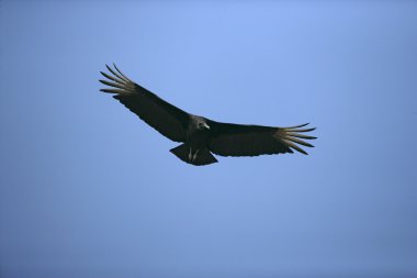 Kara akbaba, coragyps atratus