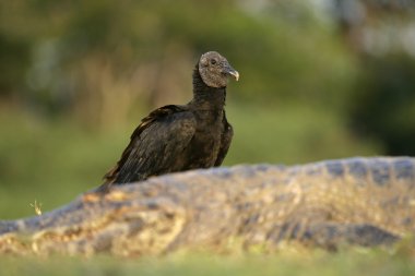 Kara akbaba, coragyps atratus