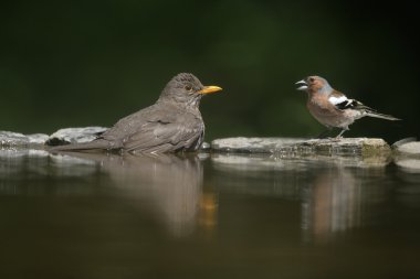 siyah kuş, turdus merula,