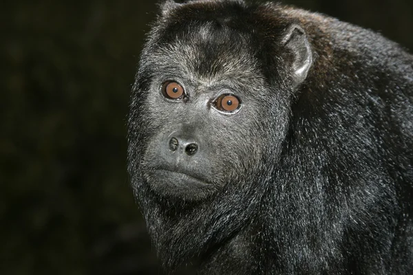 Чорний Ревун мавпи, alouatta caraya — Stock Fotó