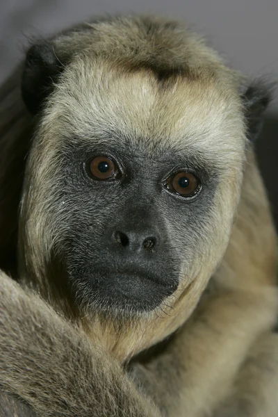 Černá kiks opice alouatta caraya — Stock fotografie