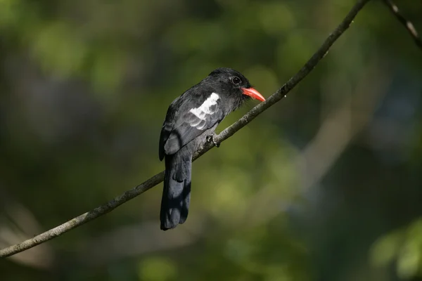 Siyah nunbird monasa atra — Stok fotoğraf