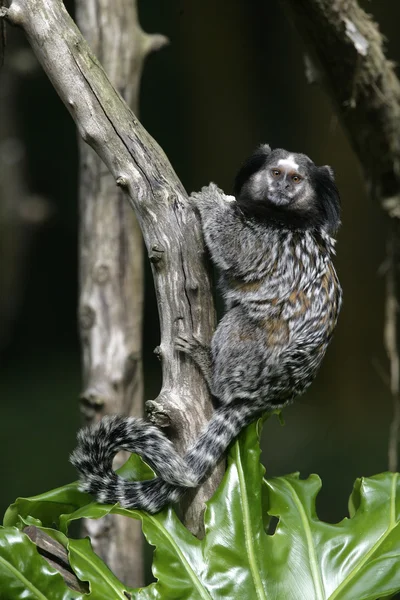 Black tufted-ear marmoset, Callithrix penicillata — Stock Photo, Image