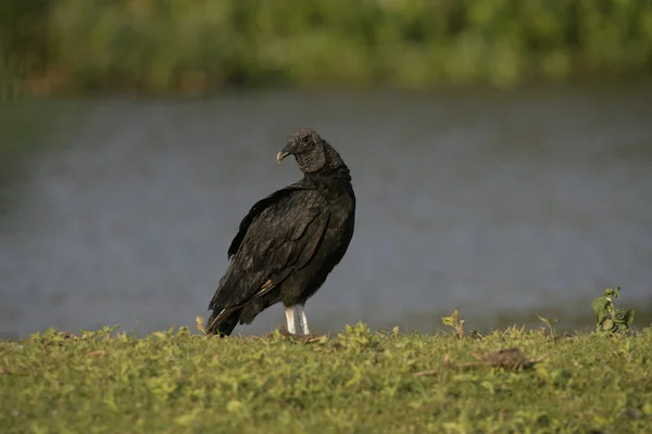 黑美洲鹫，coragyps atratus — 图库照片