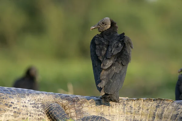 Black vulture, Coragyps atratus — Stock Photo, Image