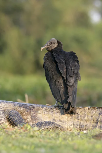 Abutre negro, Coragyps atratus — Fotografia de Stock