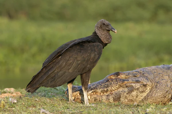 Avvoltoio nero, Coragyps atratus — Foto Stock