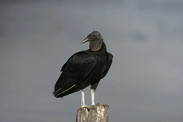 Abutre negro, Coragyps atratus — Fotografia de Stock