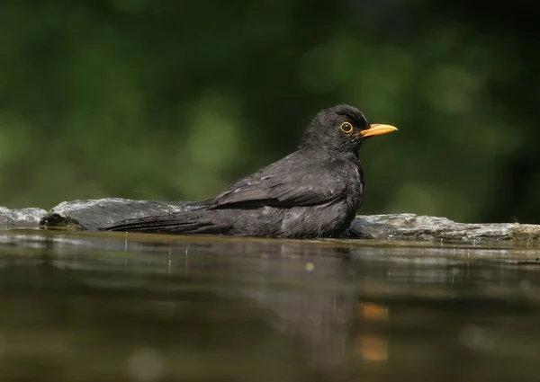 Kos, turdus merula, — Zdjęcie stockowe