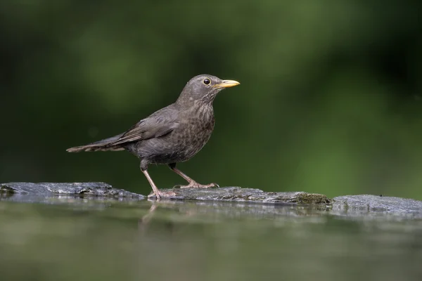 Pássaro-preto, Turdus merula , — Fotografia de Stock