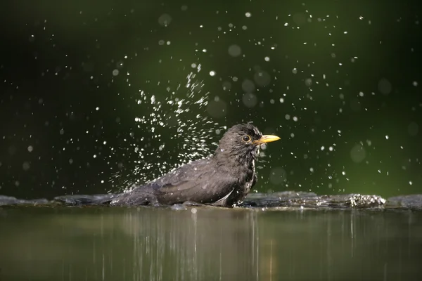 Pássaro-preto, Turdus merula , — Fotografia de Stock