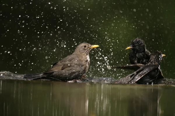 Mirlo, Turdus merula , — Foto de Stock