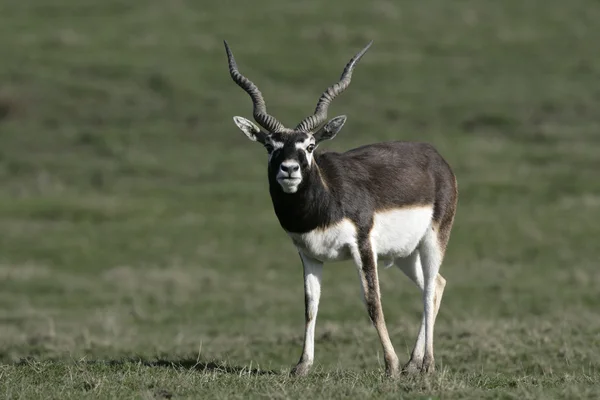 Blackbuck, antilop cervicapra — Stok fotoğraf