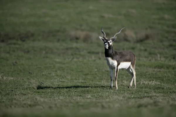 Indische antilope, antilope cervicapra — Stockfoto
