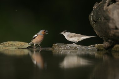ötleğen sylvia atricapilla