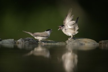 ötleğen sylvia atricapilla