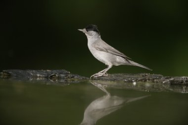 ötleğen sylvia atricapilla