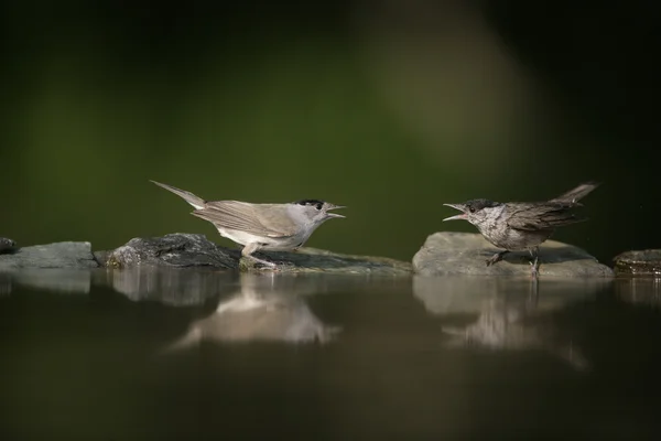 Berretto nero, Sylvia atricapilla — Foto Stock