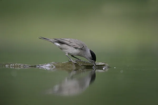 Blackcap, Sylvia atricapilla — Stock Photo, Image