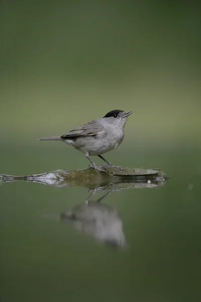 Berretto nero, Sylvia atricapilla — Foto Stock