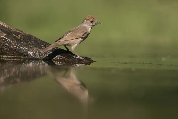 Pěnice černohlavá, sylvia Montanus — Stock fotografie