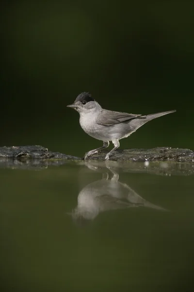 Pěnice černohlavá, sylvia Montanus — Stock fotografie