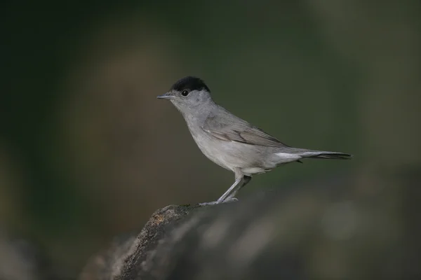 Zwartkop, sylvia atricapilla — Stockfoto