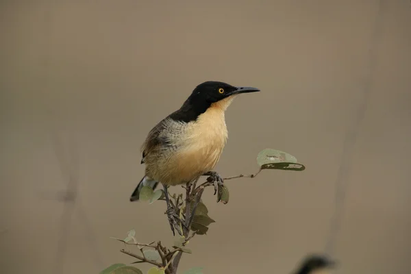 Black-capped donacobius, Donacobius atricapillus — Stock Photo, Image