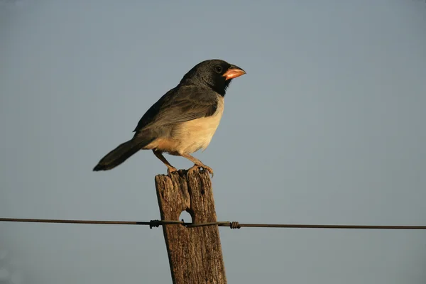 블랙 cowled saltator, saltator nigriceps — 스톡 사진