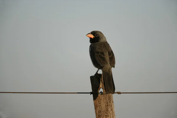 黒フルカウル saltator、saltator nigriceps — ストック写真