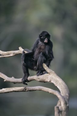 scimmia ragno nero-affrontato, ateles chamek