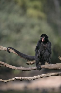 scimmia ragno nero-affrontato, ateles chamek