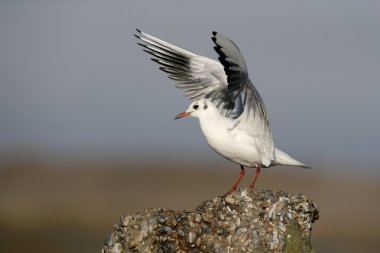 Siyah başlı martı, Larus ridibundus