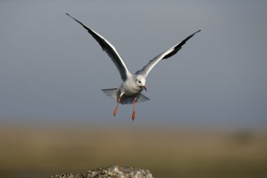 Siyah başlı martı, Larus ridibundus