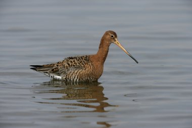 Kara kuyruklu Godwit, Limosa limozası