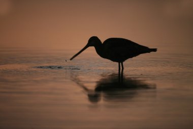 Kara kuyruklu Godwit, Limosa limozası