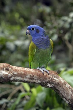 Mavi kafalı papağan, pionus menstruus