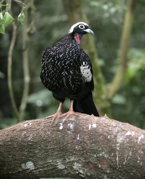 Black-fronted potrubí guan, penelope jacutinga — Stock fotografie