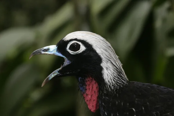 Black-fronted leidingen-guan, penelope jacutinga — Stockfoto