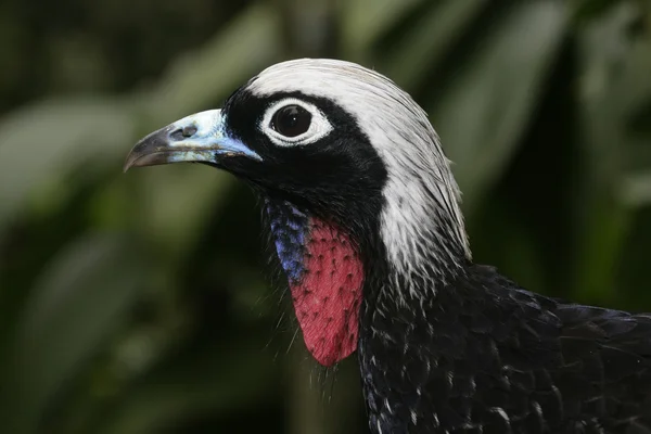 Black-fronted potrubí guan, penelope jacutinga — Stock fotografie