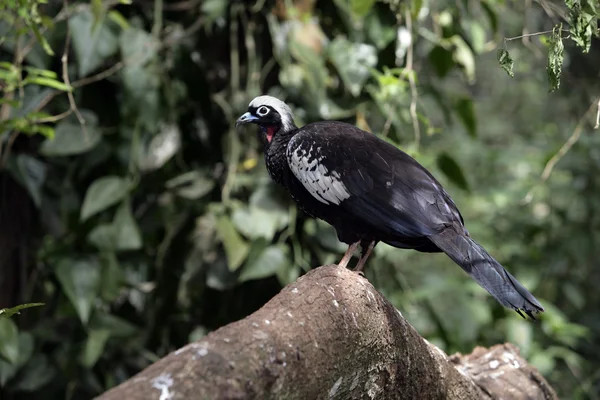 Guan de tubería de fachada negra, Penélope jacutinga — Foto de Stock