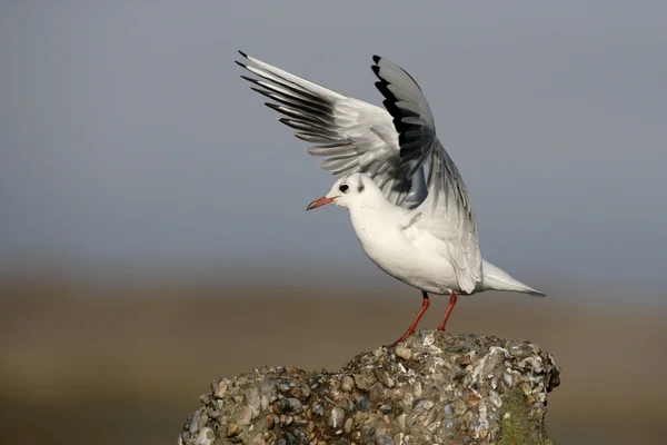 Gaviota de cabeza negra, Larus ridibundus — Foto de Stock