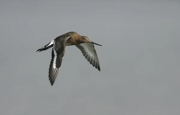 Black-tailed godwit, Limosa limosa — Stock Photo, Image